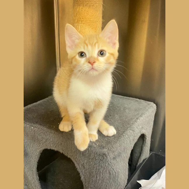 Photo of Honey
