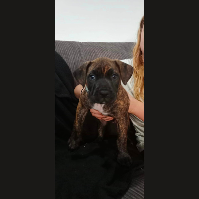 Photo of Daisy