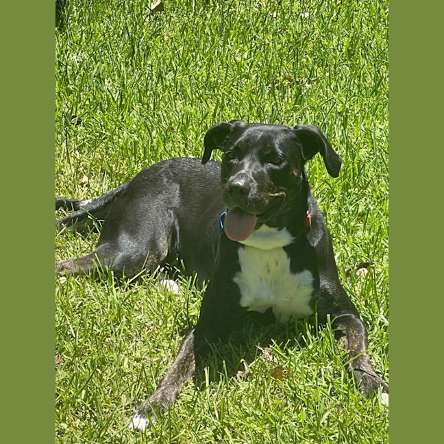 Photo of Sasha *$250 Adoption Fee*