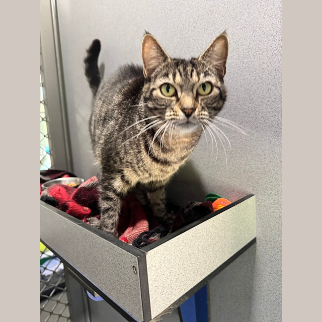 Photo of Juniper