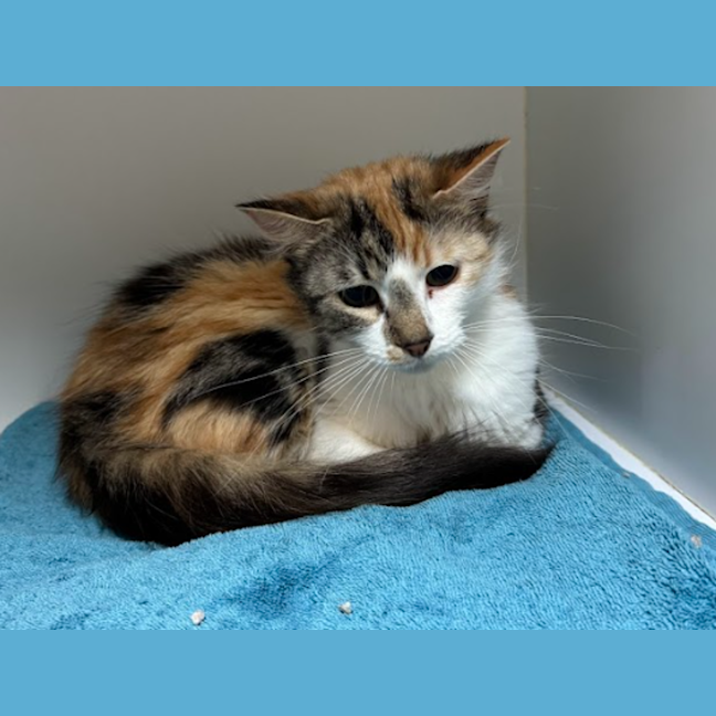 Photo of Tilly