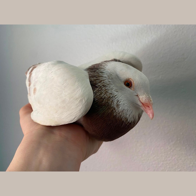 Photo of Cupid’s Arrow 