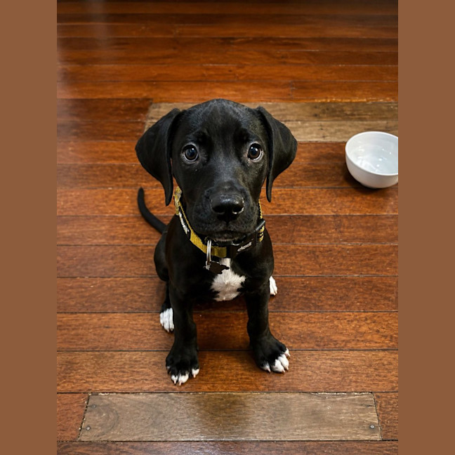 Photo of Sherlock Bones