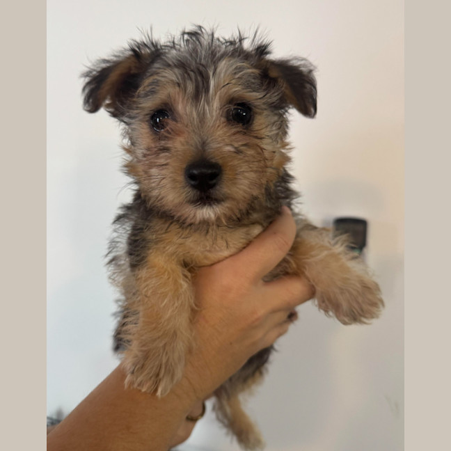 Photo of Chip