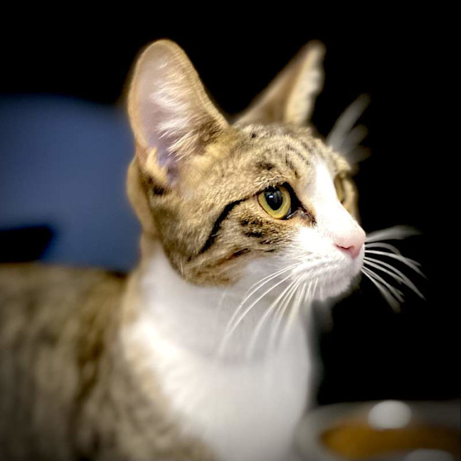 Photo of Cleo