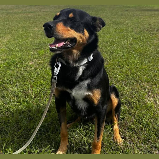 Photo of Ranger