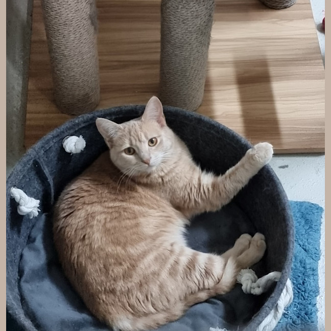 Photo of Pansy