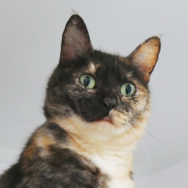 Photo of Luna Sta014215