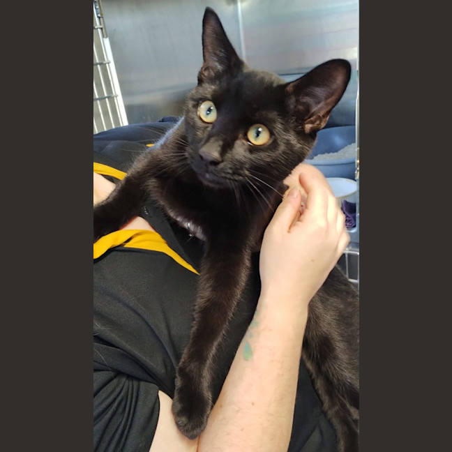 Photo of Ace   Now Available At Pet Quarters Morisset