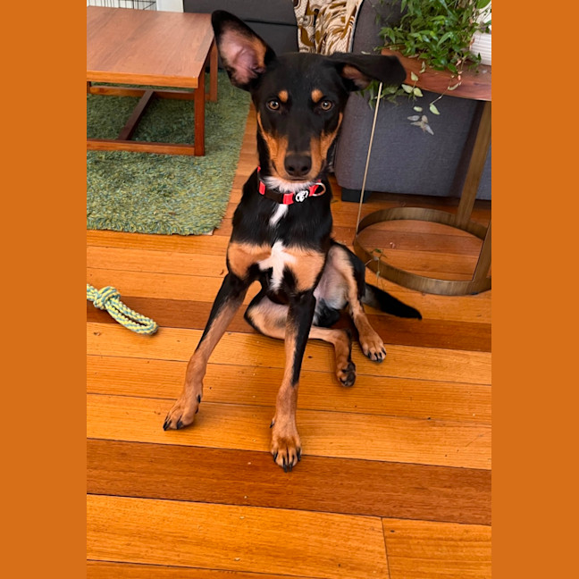 Photo of Melvin