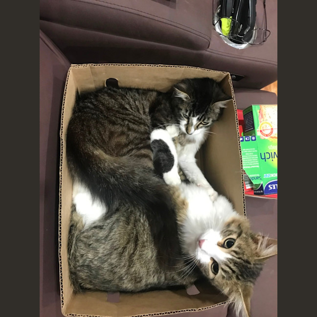 Photo of Cuddles And Sweetness