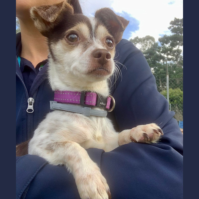 Photo of Trix