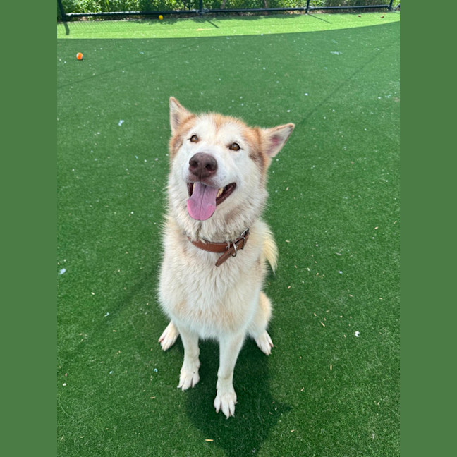 Photo of Meeka Imp 204