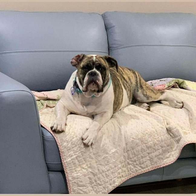 Photo of Lexi   6 Month Old Australian Bulldog