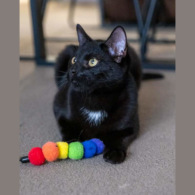 Photo of Olive