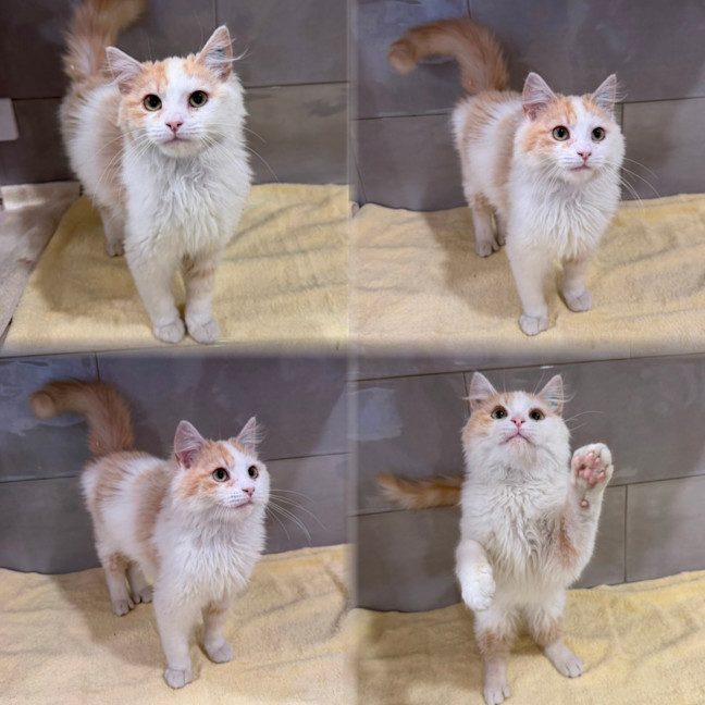 Photo of Chester