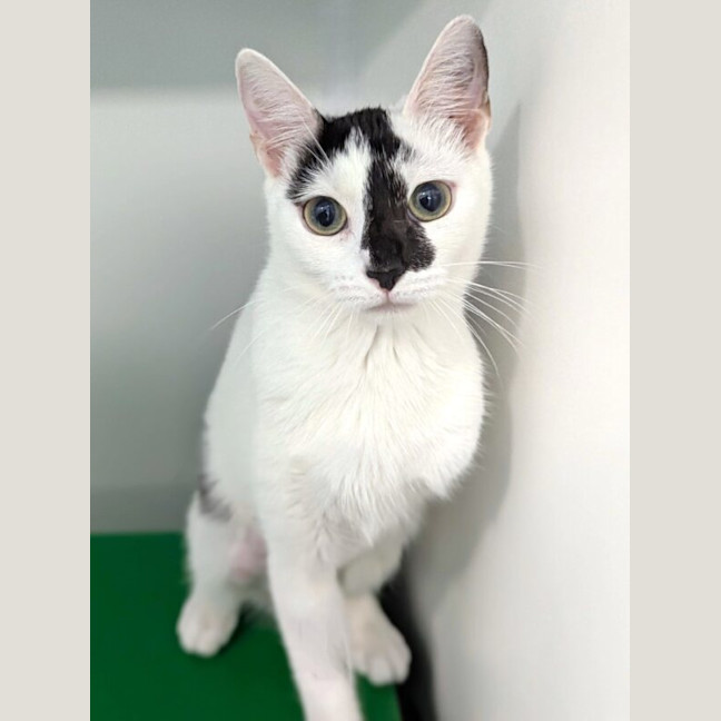 Photo of Oddball