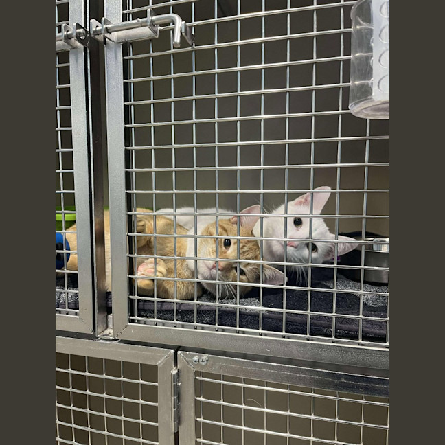 Photo of Mouse / Fig