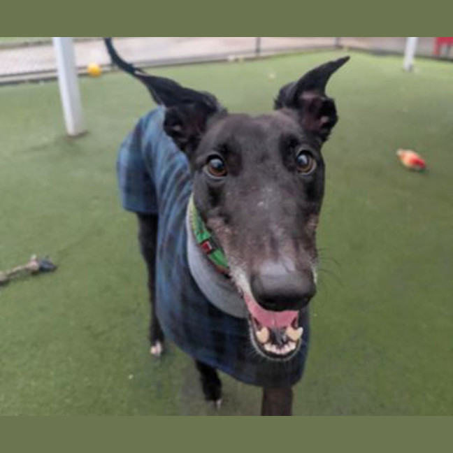 Photo of Buddy