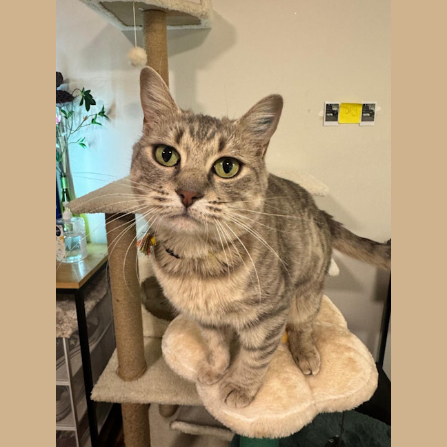 Photo of Nyitti