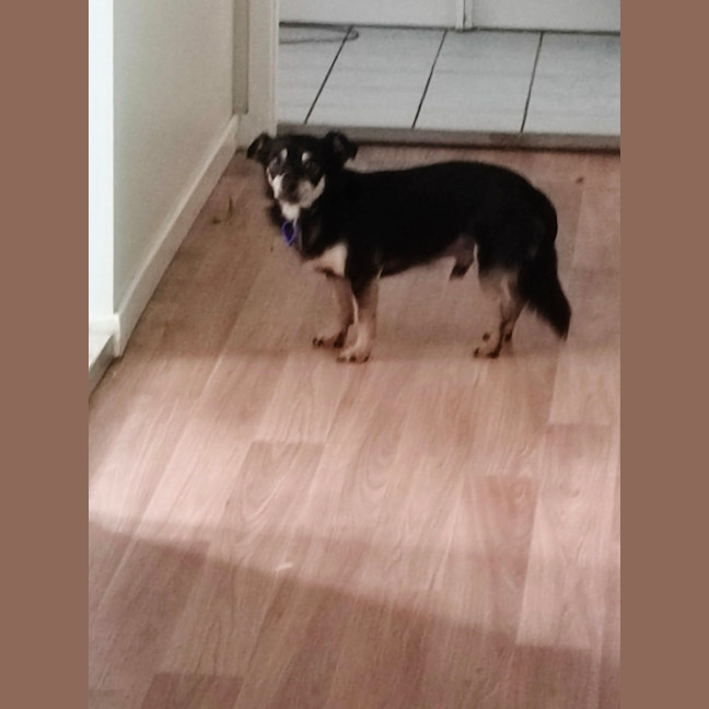 Photo of Zak   9 Year Old Chihuahua (Long Coat)