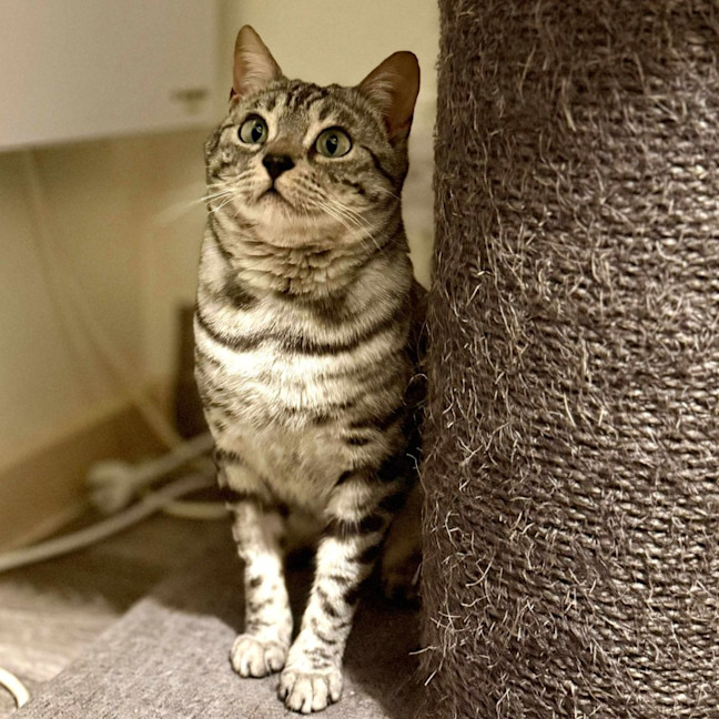 Photo of Cookie Lafufu   Located In Brunswick