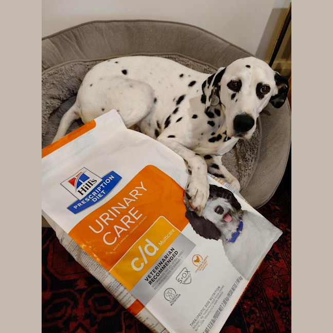 Photo of Cookie