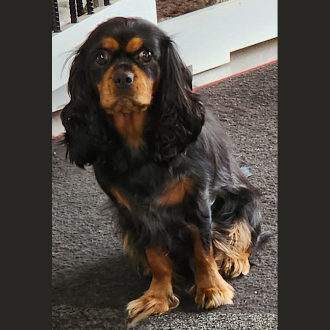 Photo of Lady Baltimore 