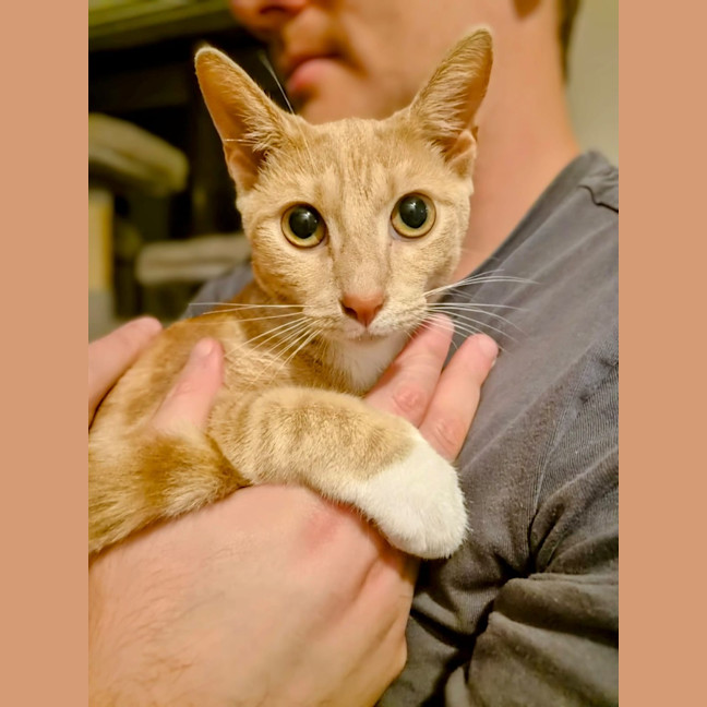 Photo of Poppyseed