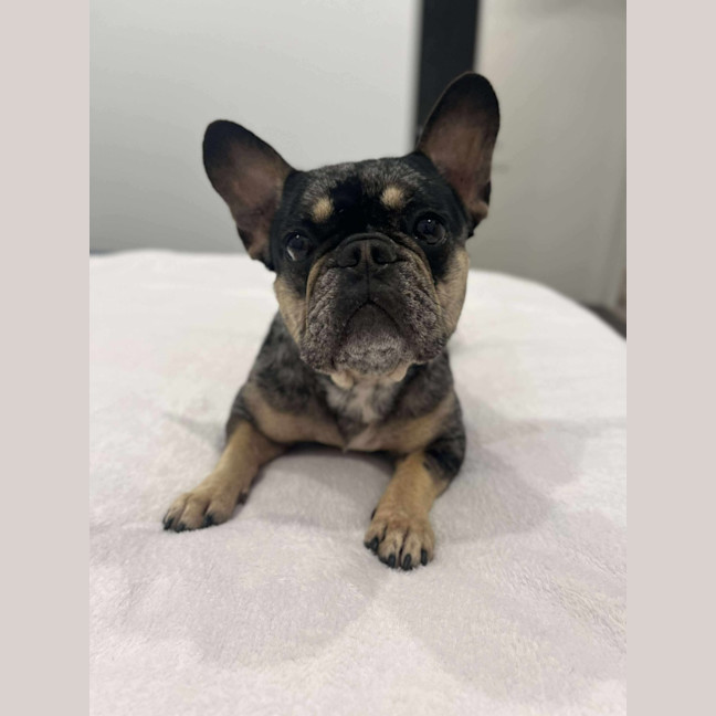 Photo of Oreo   3 Year Old French Bulldog