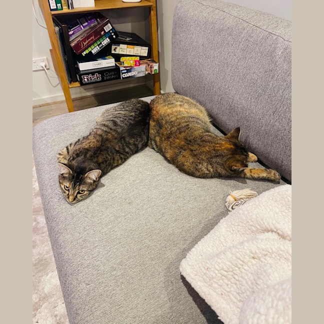 Photo of Juniper And Jinn