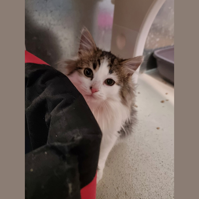 Photo of Nova