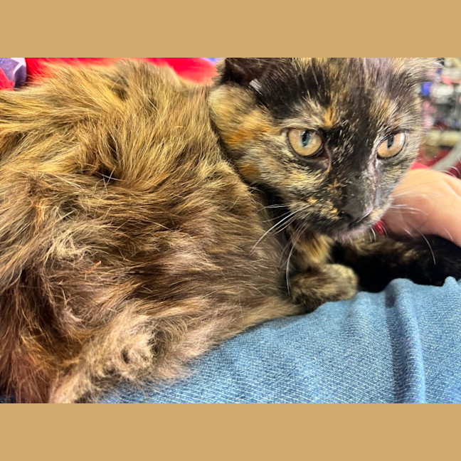 Photo of Kitsu *9 Lives Project Rescue*