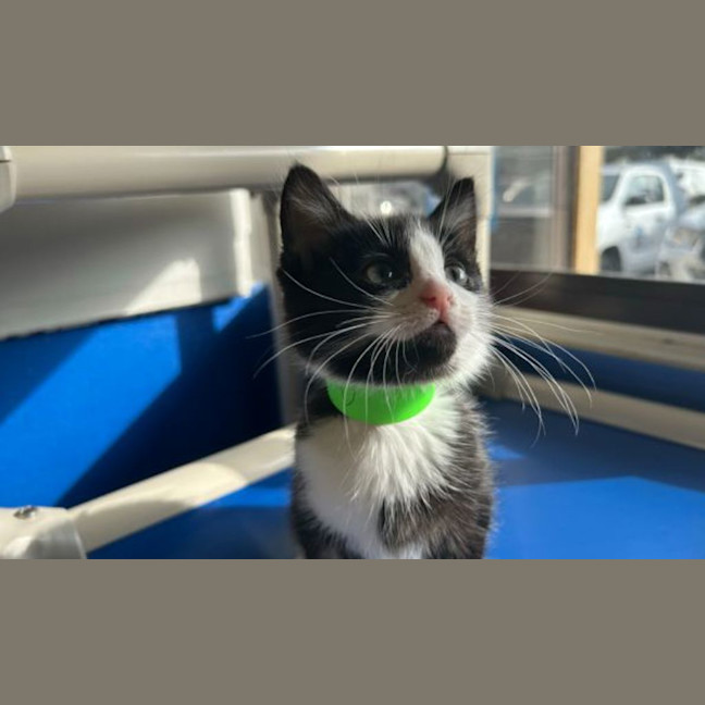 Photo of Ollie
