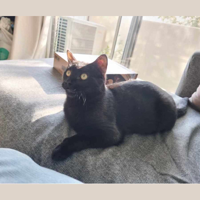 Photo of Shakespeare 🐈‍⬛