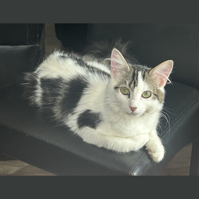 Photo of Vidia