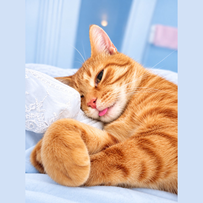 Photo of Marmalade