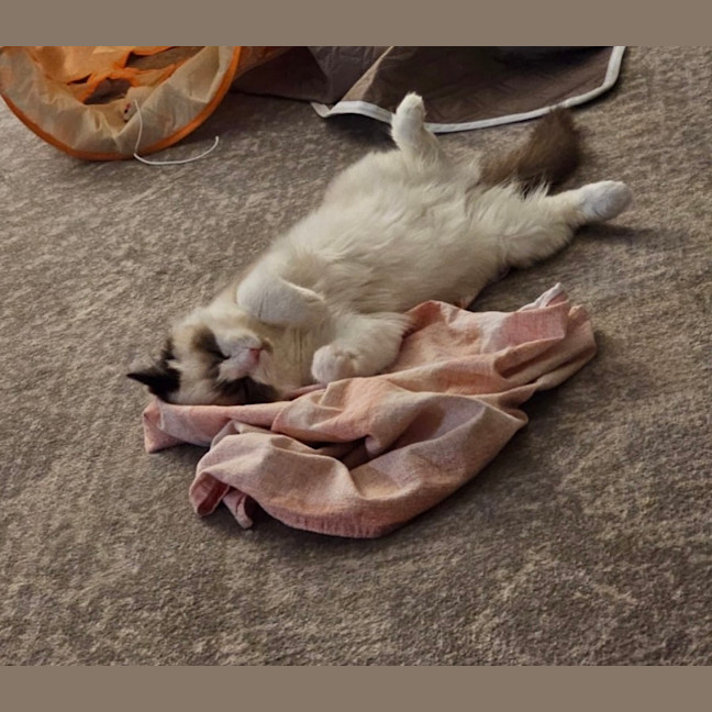 Photo of Bobo 