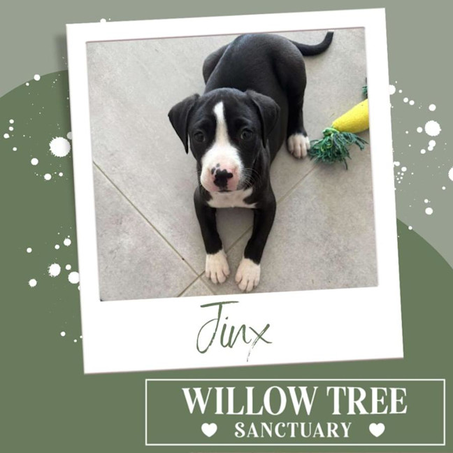 Photo of Jinx