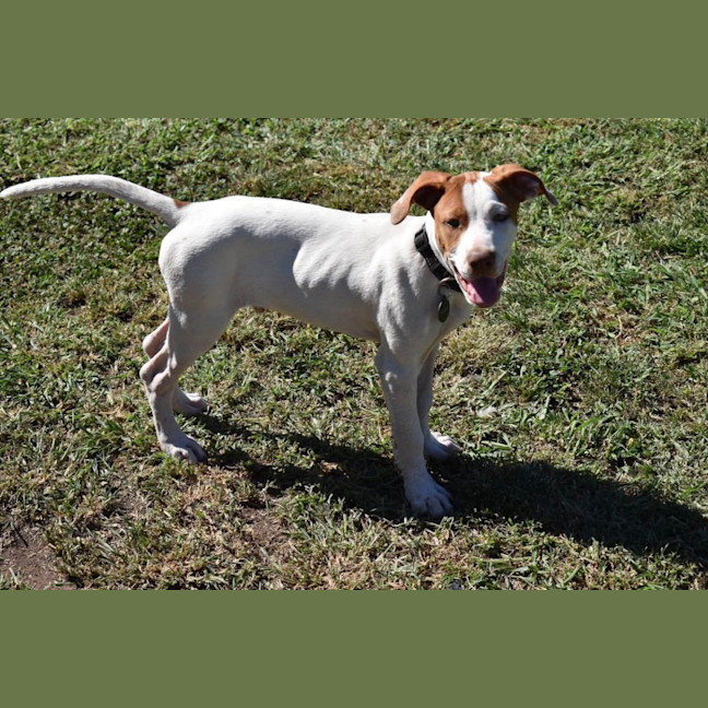 Photo of Ares