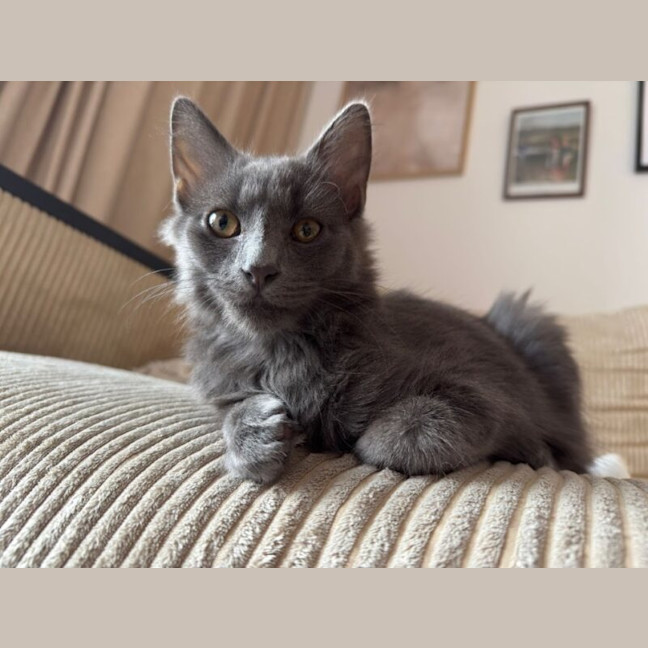 Photo of Earl Grey