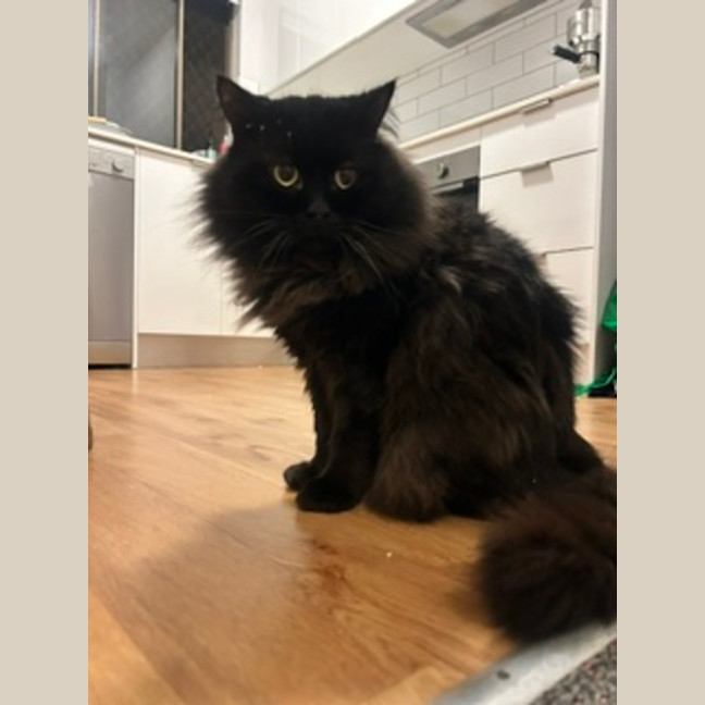 Photo of Jet   9 Year Old Domestic Long Hair