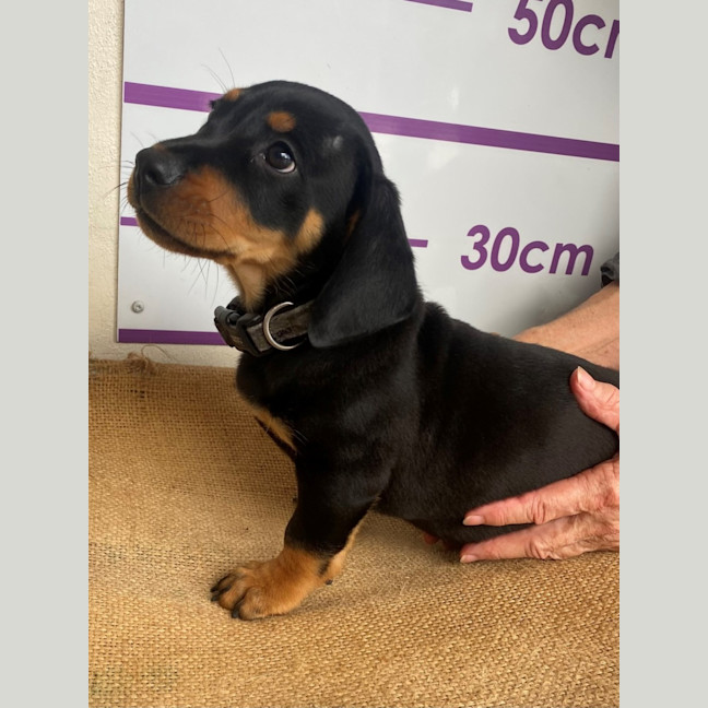 Photo of D1114 Roland