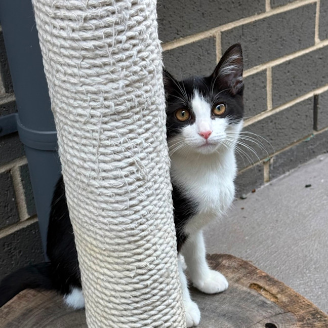 Photo of Pebbles 🥰🍒🥰