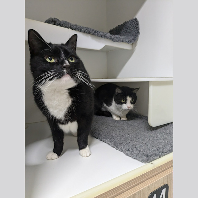 Photo of 🐦 Carlo 5437 🐦