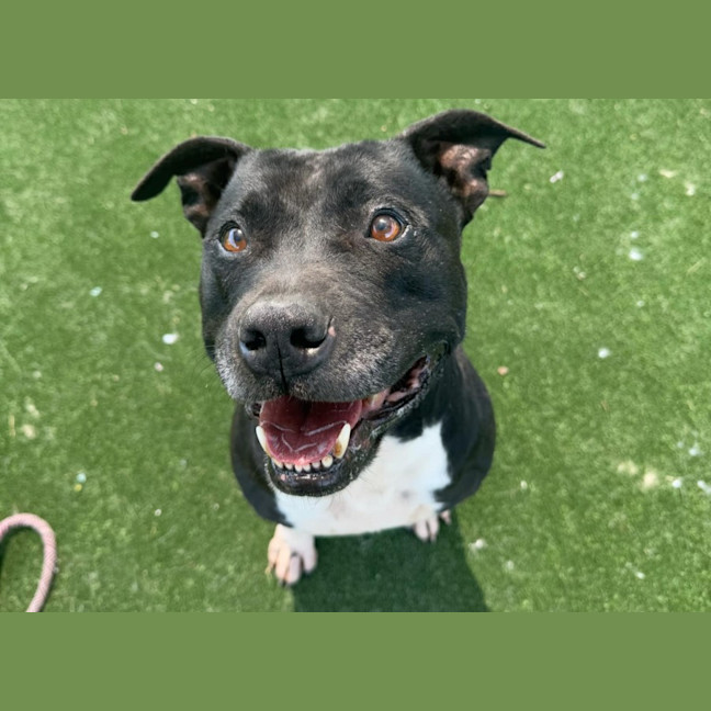 Photo of Bruce Imp 2172