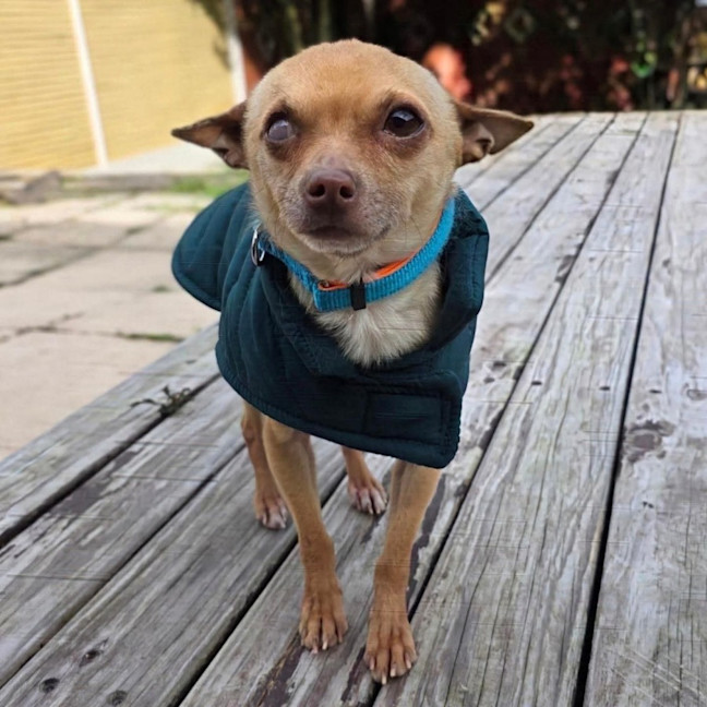 Photo of Pedro   3 Year Old Chihuahua