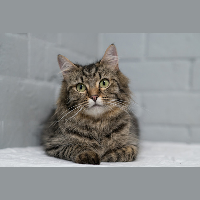 Photo of Dutchess
