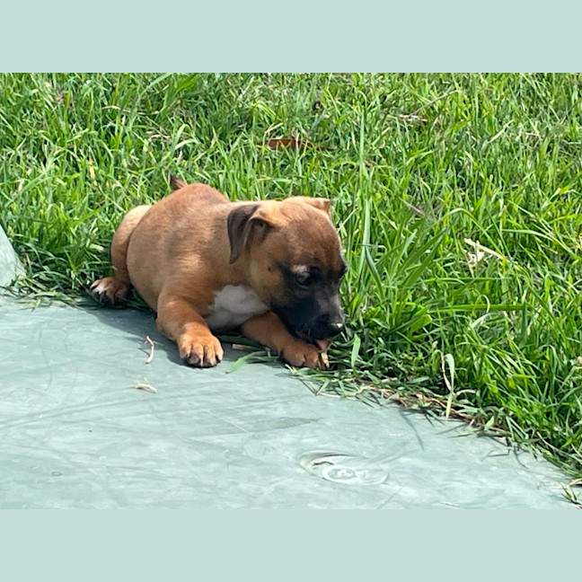 Photo of Belle