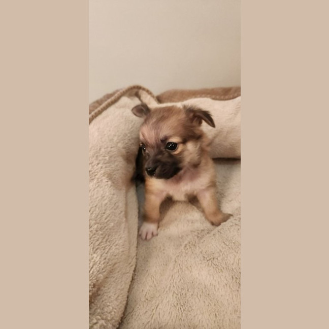 Photo of Mc Kenzie   6 Week Old Maltese X